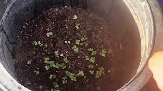 Baby vegetable plants!