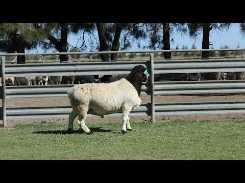 LOT 115   230966 DORPER RAM
