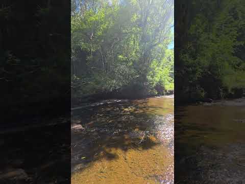 Rio Mato Rico. #shorts #bomdia #rio #matorico #pr #viagem