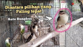 Download lagu How to choose a good prenjak klik/ciblek sawah at the ombyokan market mp3 Download lagu How to choose a good prenjak klik/ciblek sawah at the ombyokan market mp3