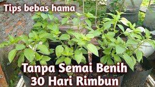 Download lagu How to Quickly Plant Basil in a Polybag mp3