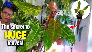 Semi Hydroponics Results: Growing HUGE Philodendron Leaves in LECA