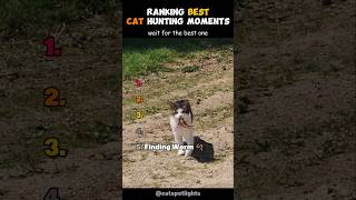 Ranking Best Cat Hunting Moments