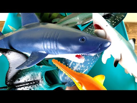 10 Sharks Sea Animals Surprise Toys 3D Puzzles For Kids – Great White Shark ,Whale Toys for Kids