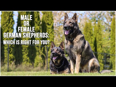 Male or Female German Shepherd: Which One Is Right for You? | Kraftwork K9 Pro