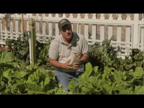 How to harvest mustard greens - sweet corn organic nursery