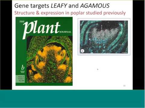 Steve Strauss - Plants