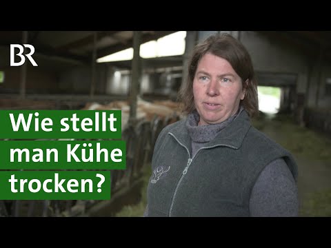 , title : 'Trächtige Kühe im Stall: Was heißt trocken stellen? | Milchkuh | Unser Land | BR Fernsehen'