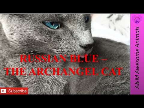 Russian Blue - The Archangel Cat