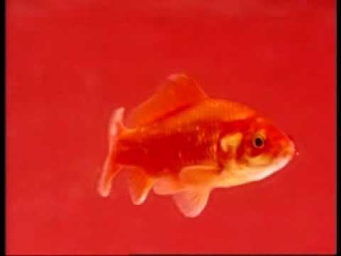 Früh Kölsch - Goldfisch