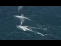 BBC Planet Earth Blue Whale HQ