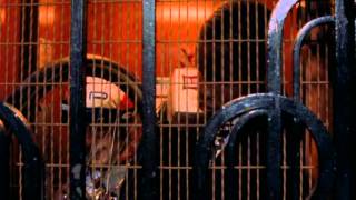 Трейлер: Метиска