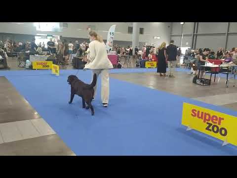 Duocacib Brno 14.8.2021 ClausWeb Fellow for Queen's Joy