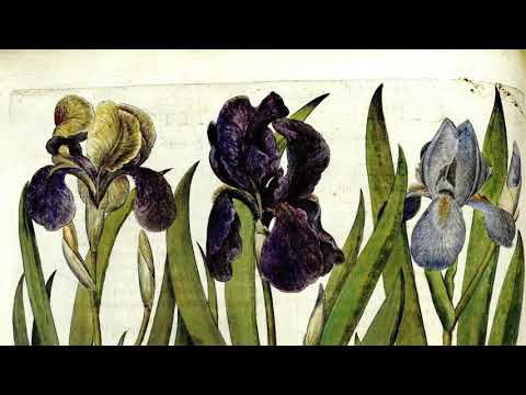 Sylvius Leopold Weiss, Suite no.14 in a minor. Francesco Romano baroque lute