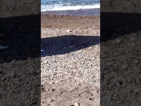 موراوغ الموج