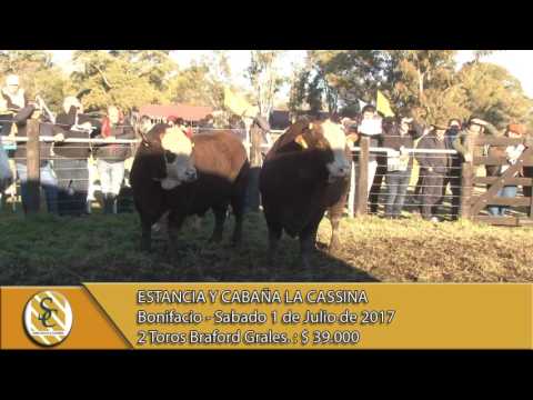 01-07-17 Ventas de Toros Braford - Estancia y Cabaña La Cassina - Bonifacio.