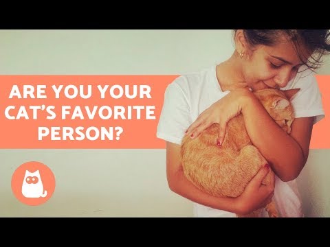 Are You Your Cat's Favorite Person? Discover! - YouTube
