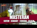 KOMBINASI MASTERAN KAPAS TEMBAK CUCAK JENGGOT CUCAK CUNGKOK CILILIN