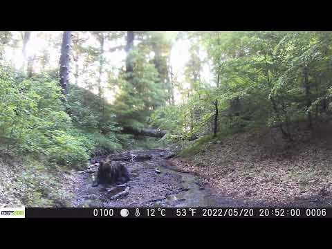 Urs într-o pădure din Parcul Național Domogled - Valea Cernei din cadrul Romsilva