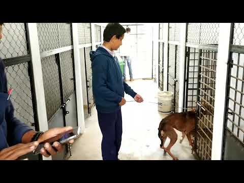 Dog released happily