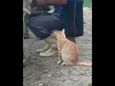 cat drinking milk directly near the cow