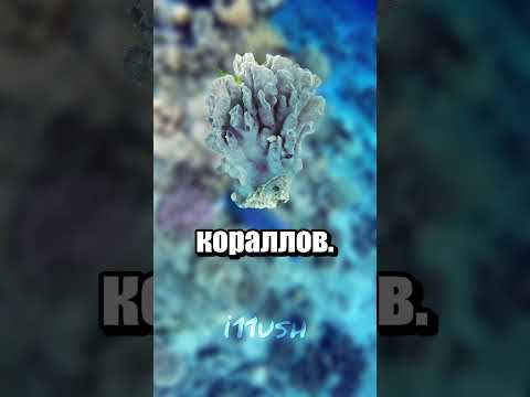 Откуда песок на Мальдивах