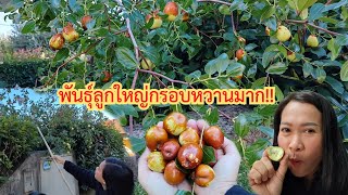 Big, crispy, and sweet jujubes! Let's pick Chinese jujubes at home. Ep112/2025