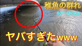 【大江川】開始すぐに「18'ステラ」入魂。まさかの珍魚に出会えるとは、、www