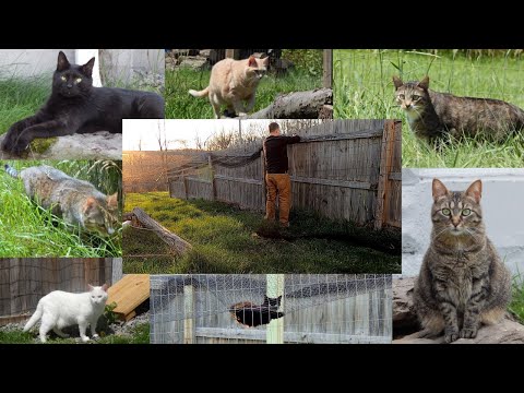 Proven Safe and Escape Proof Cat Fence