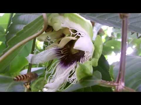 แผนการของความอ่อนแอของผู้ชาย สินค้า Exciter สำหรับผู้หญิงผ่านเคาน์เตอร์