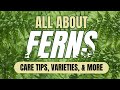 Ultimate Guide to Ferns: Care, Types, History, Propagation, and Common Problems