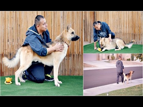 ALL ABOUT MY DOG SULTAN AND WHAT HE'S TAUGHT ME!! || "A Chilanga Family"