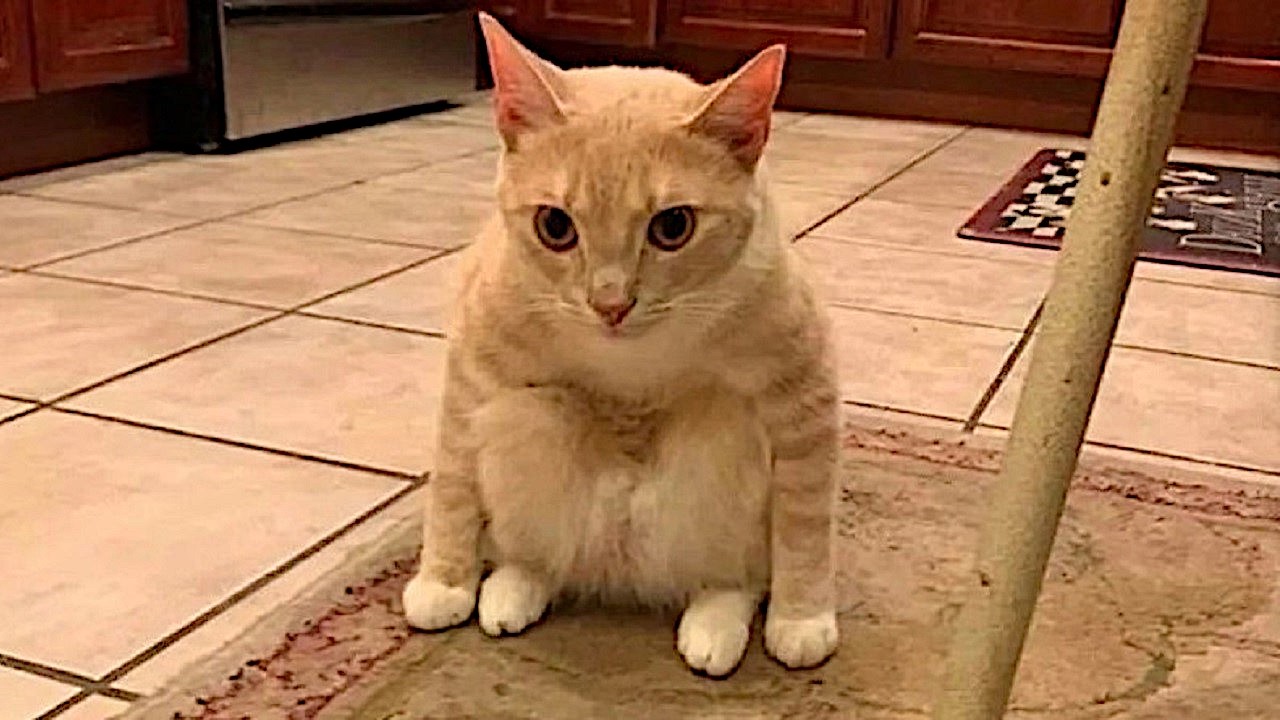 NEW Cat Videos 2024 😹 Funny Cat Videos − Funny Cats