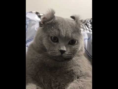 funniest animal videos of 2022 - funny golden retriever btdogs and cutest golden puppies  V.18482 #