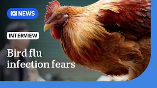 Australia at "critical" juncture in spread of bird flu | The World | ABC NEWS
