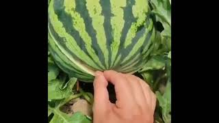 How To Open Watermelon - #Shorts #Cookeasy