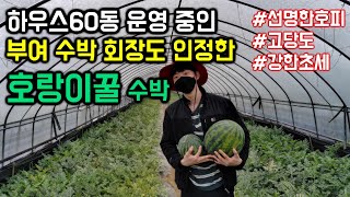수박 농사 성공 2원칙 / 우수종자+병해충방제 - 호랑이꿀 수박,응애전문약