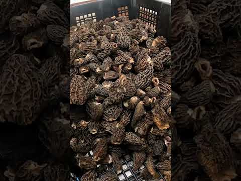 Drying Morel Mushrooms! #food #sustainability #wildfood #morels #mushroom #shorts