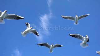 Tâm Sự Loài Chim Biển (P1)- Nguyên Thảo Xyên Lang I Cải lương xưa