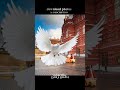 Pigeon Flying Effect