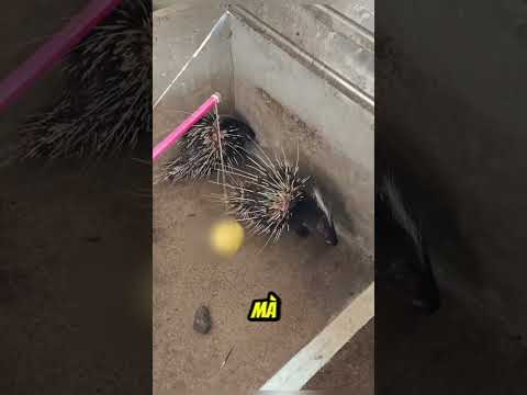 Nuôi nhím lấy gai chữa bệnh lạ #shorts