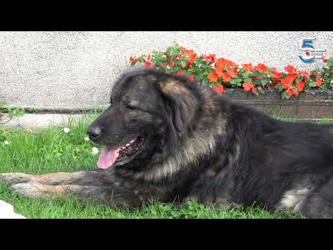 Šarplaninac Barak, neustrašiv pas - Borino 5kazanje