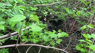 Nature Sounds, with the Soothing Sound of Forest or Birdsong Relax our Minds and Help us to Sleep