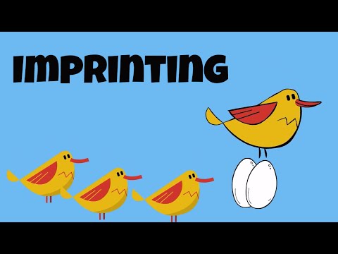 Imprinting-Animal Behavior
