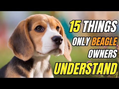 15 Things Only BEAGLE Dog Owners UNDERSTAND