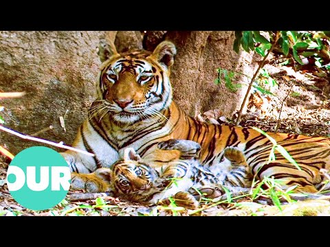 Sita's Legacy: A Bengal Tigress's Incredible Journey | Our World