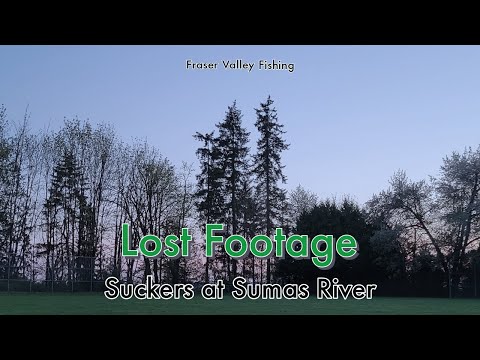 Lost Sucker Footage at Sumas River