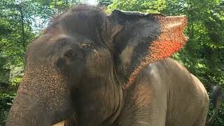 immigrant - round the houses