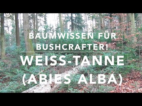 The Silver Fir! (Tree Knowledge for Bushcrafters)