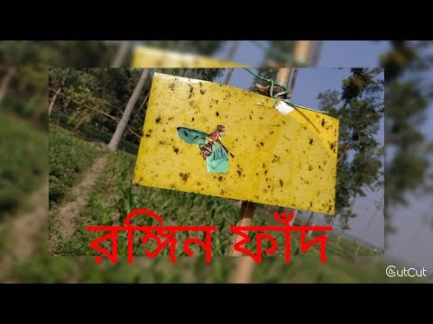 নিরাপদ ফসল উৎপাদনে কীটনাশকের পরিবর্তে রঙ্গিন ফাঁদ